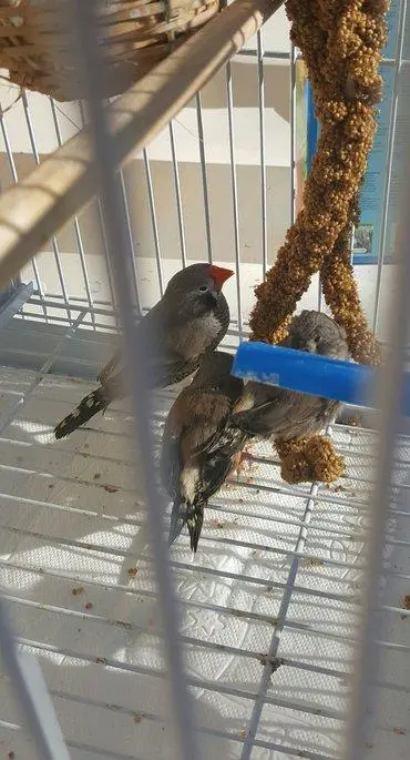 Συνημμένη εικόνα 47229