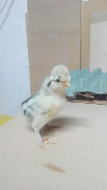 Συνημμένη εικόνα 49344