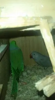 Συνημμένη εικόνα 49422
