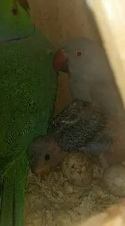 Συνημμένη εικόνα 49491