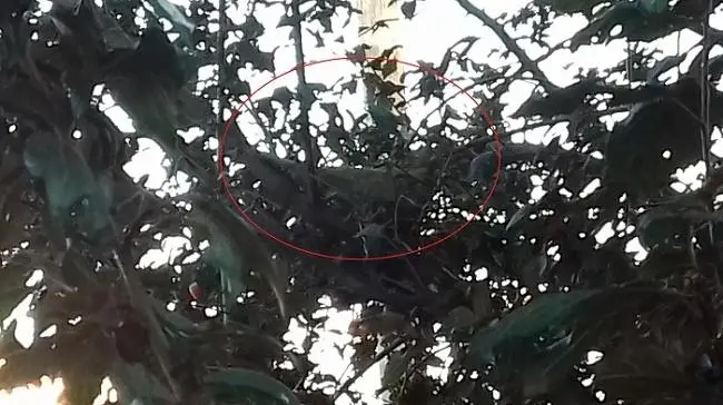 Συνημμένη εικόνα 50764