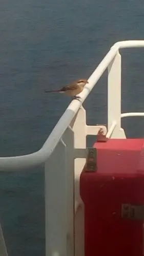 Συνημμένη εικόνα 51366