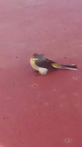 Συνημμένη εικόνα 51432