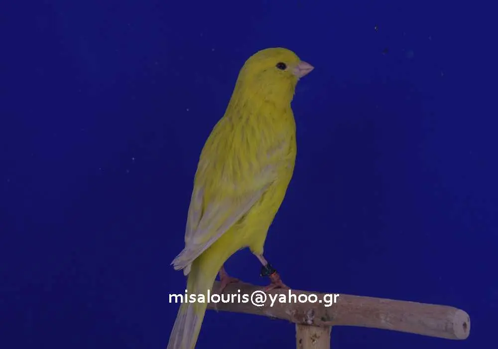 Συνημμένη εικόνα 52075