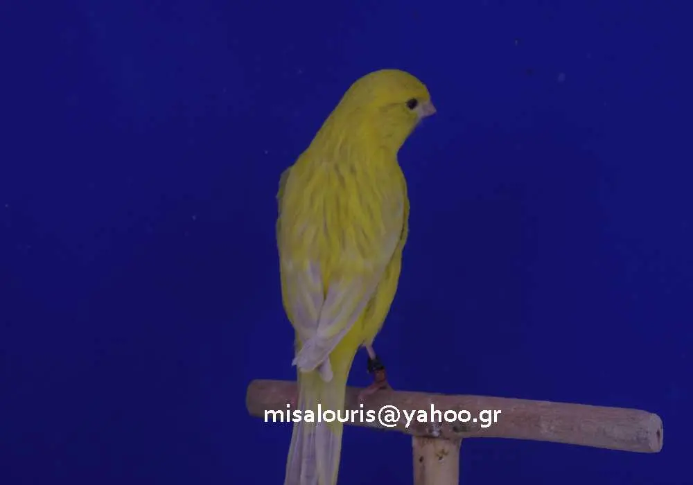 Συνημμένη εικόνα 52077
