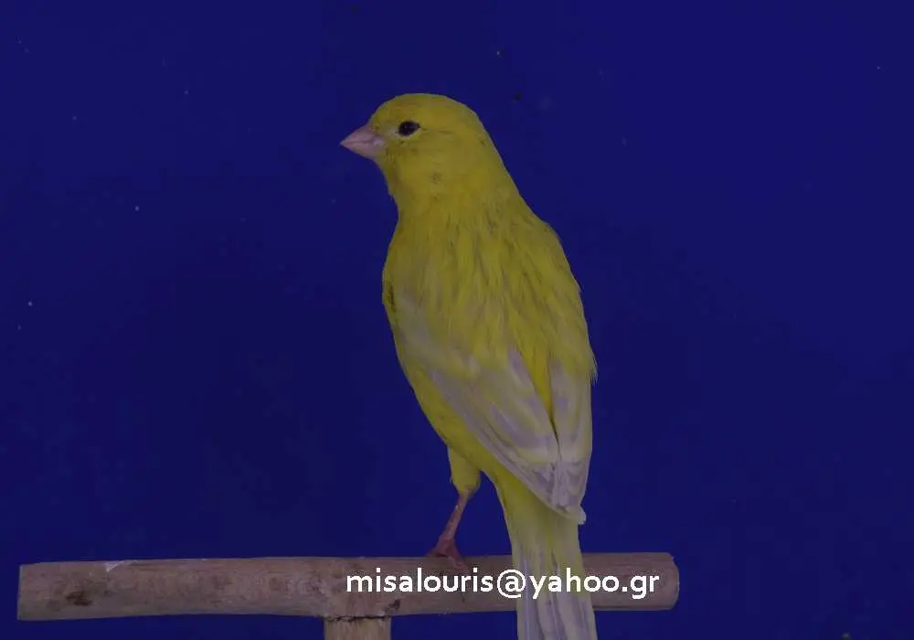 Συνημμένη εικόνα 52078
