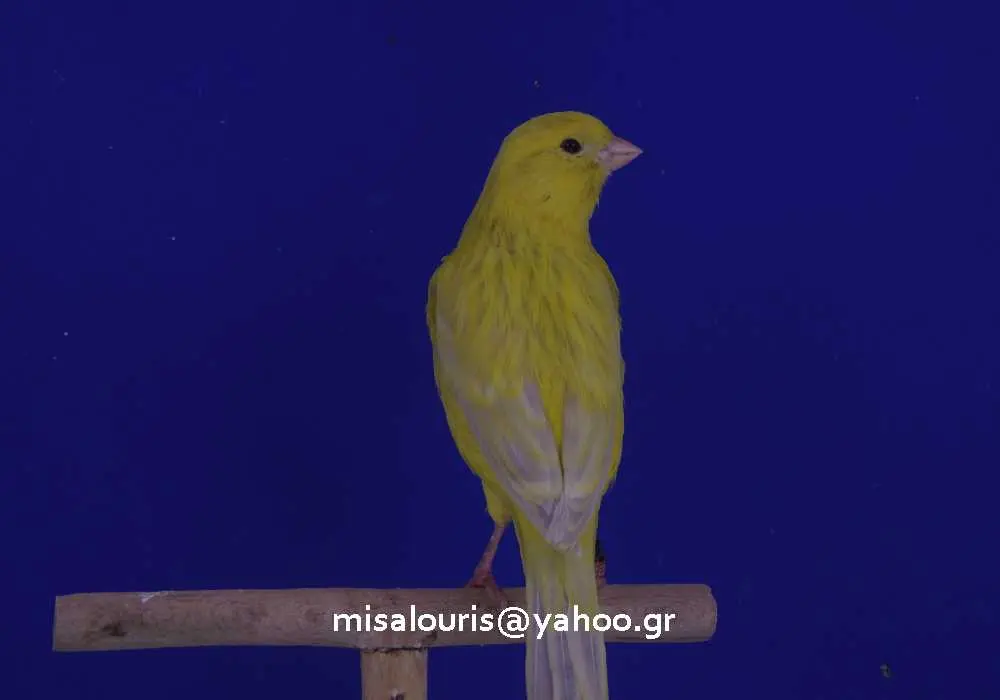 Συνημμένη εικόνα 52079