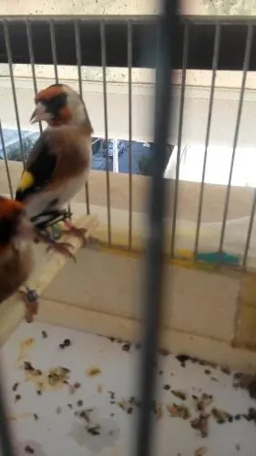 Συνημμένη εικόνα 52115