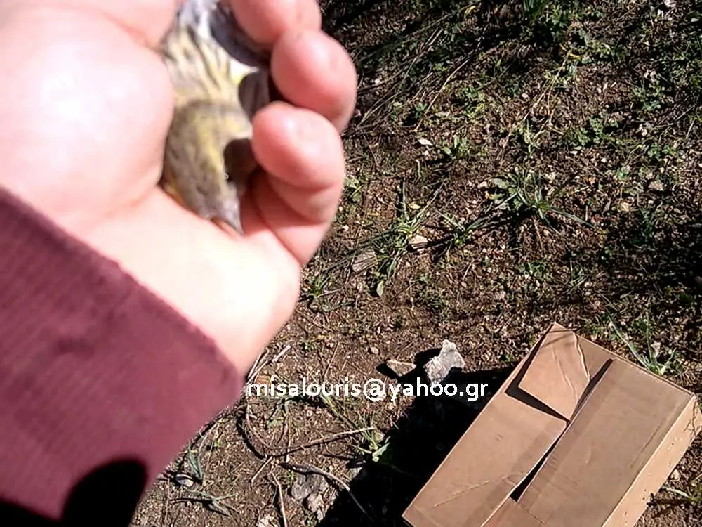 Συνημμένη εικόνα 52181