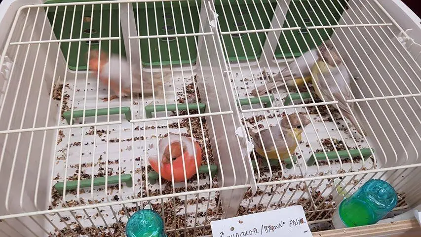Συνημμένη εικόνα 52773