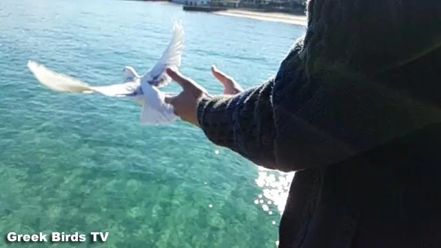 Συνημμένη εικόνα 53328
