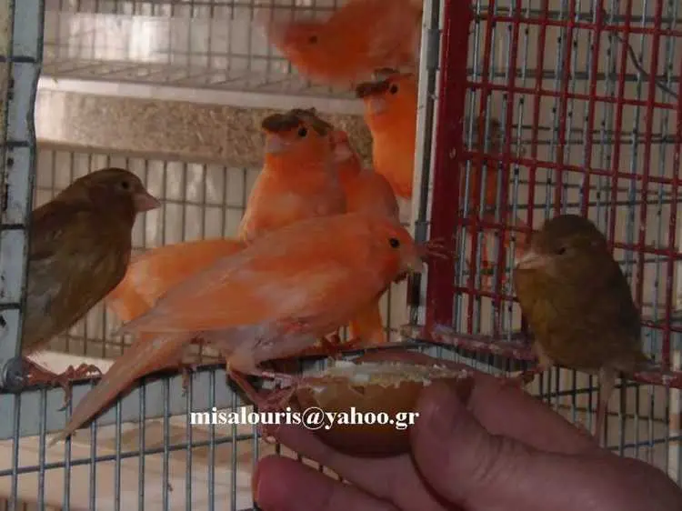 Συνημμένη εικόνα 53515