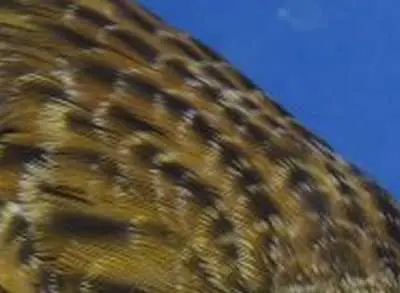 Συνημμένη εικόνα 53517