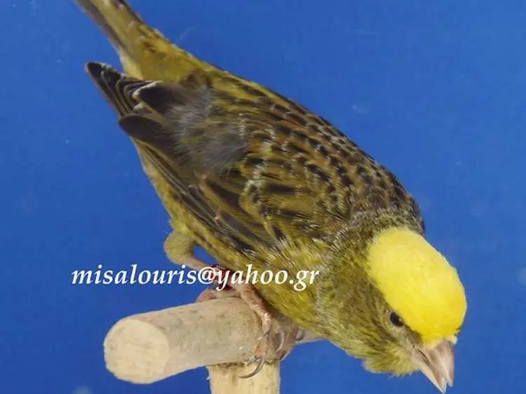 Συνημμένη εικόνα 53518