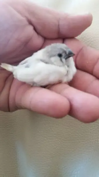 Συνημμένη εικόνα 54188