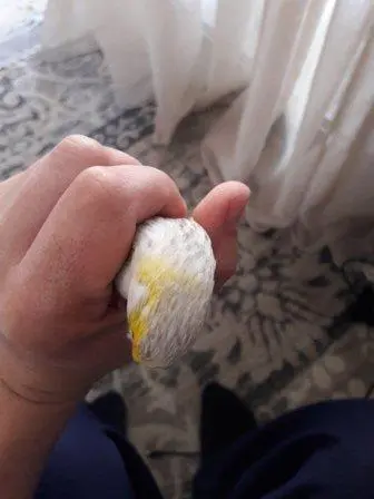 Συνημμένη εικόνα 54816