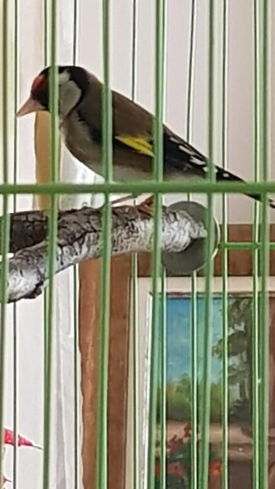 Συνημμένη εικόνα 55043