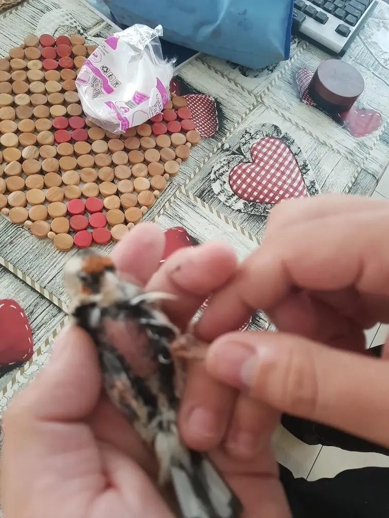 Συνημμένη εικόνα 57653