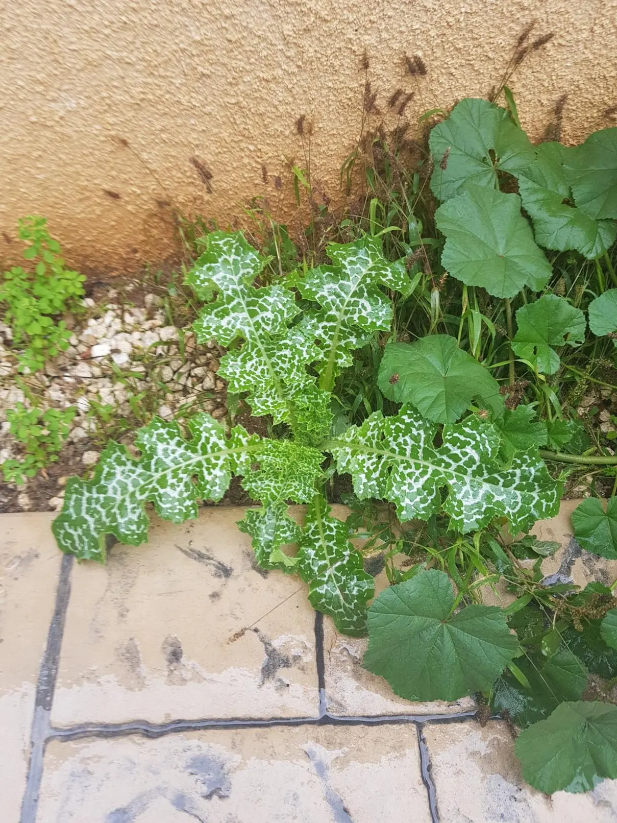 Συνημμένη εικόνα 59672