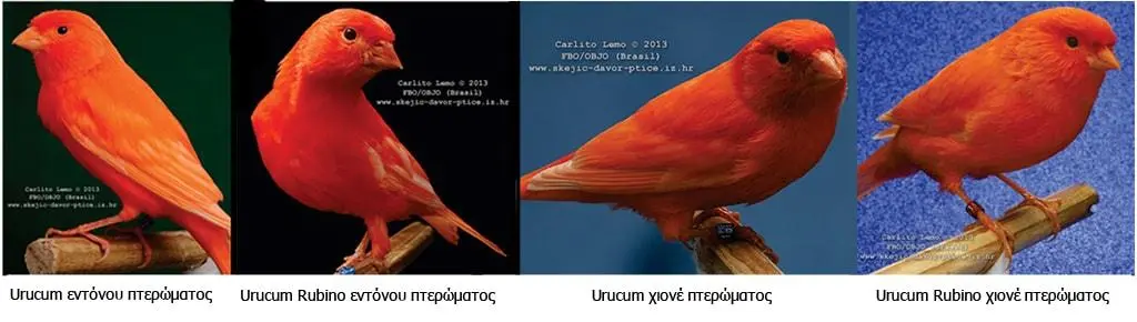 Συνημμένη εικόνα 59996