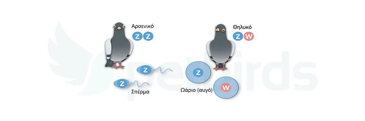Συνημμένη εικόνα 60047