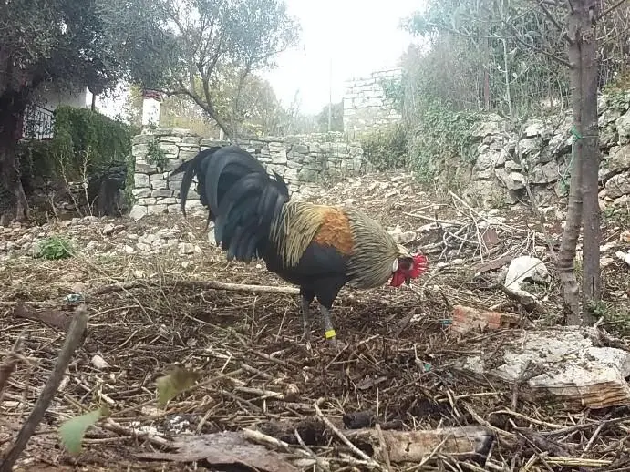 Συνημμένη εικόνα 60514
