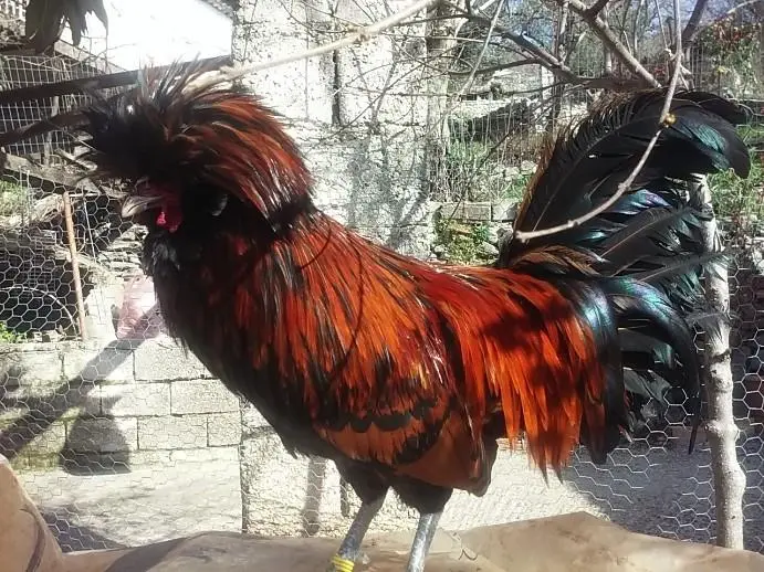 Συνημμένη εικόνα 60517