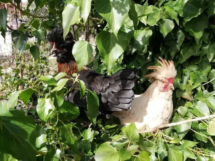 Συνημμένη εικόνα 60528