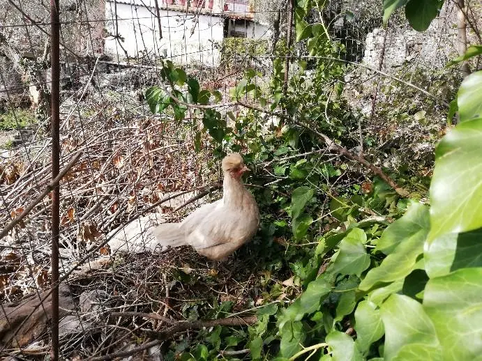 Συνημμένη εικόνα 60529