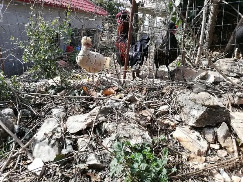 Συνημμένη εικόνα 60531