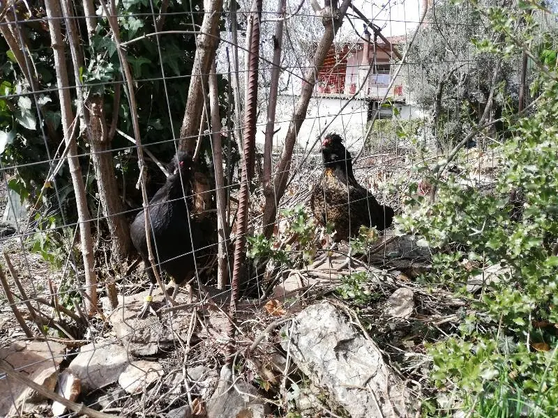 Συνημμένη εικόνα 60532