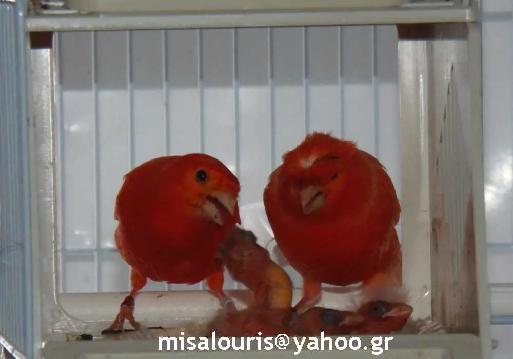 Συνημμένη εικόνα 60557