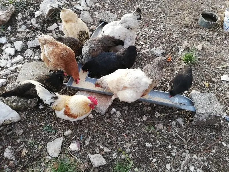 Συνημμένη εικόνα 60707
