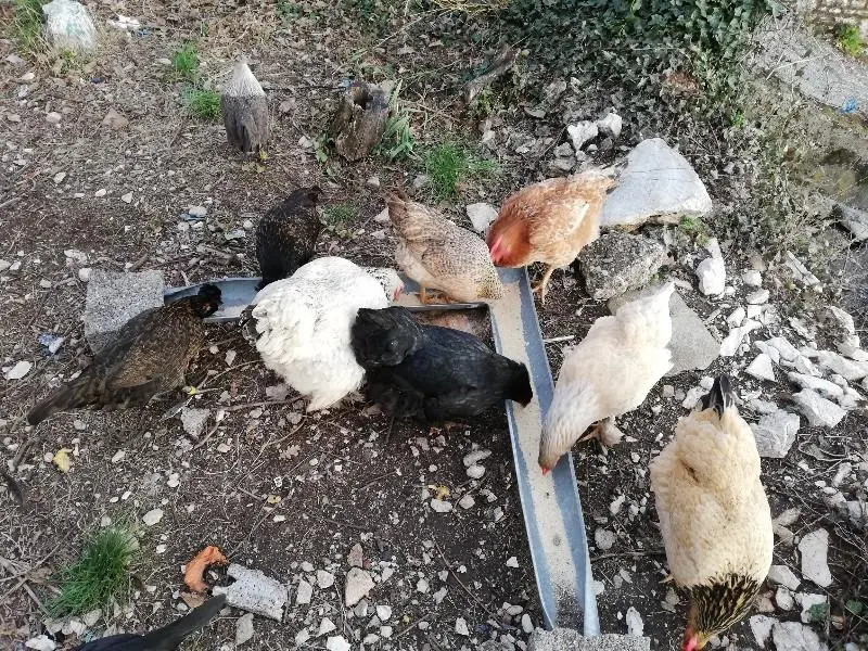 Συνημμένη εικόνα 60708