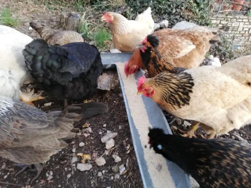 Συνημμένη εικόνα 60710