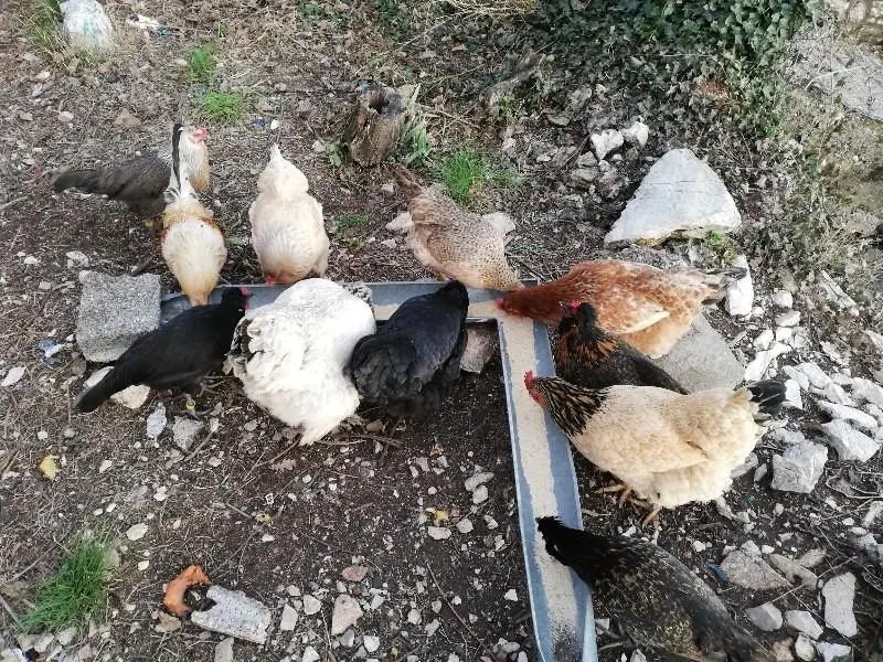 Συνημμένη εικόνα 60711