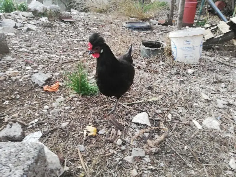 Συνημμένη εικόνα 60712