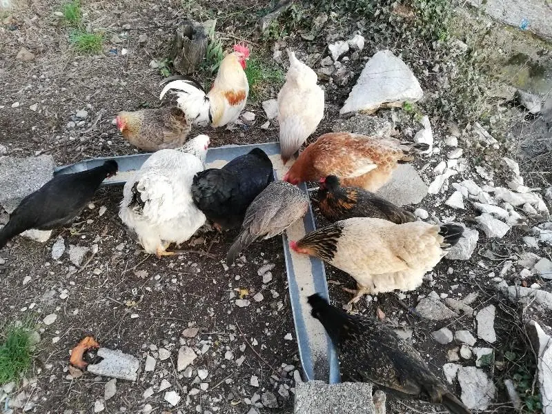 Συνημμένη εικόνα 60714