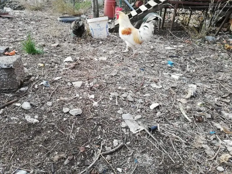 Συνημμένη εικόνα 60716