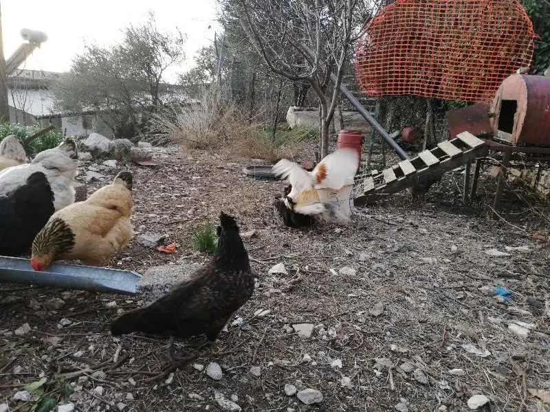 Συνημμένη εικόνα 60717