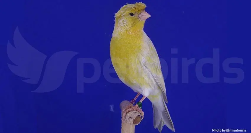 Συνημμένη εικόνα 60931