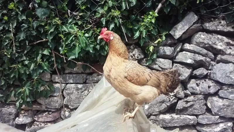 Συνημμένη εικόνα 61039