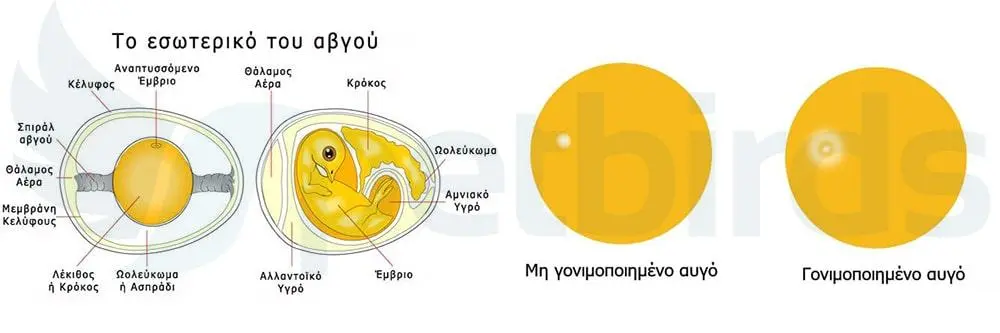 Συνημμένη εικόνα 61226