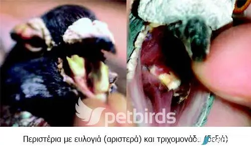 Συνημμένη εικόνα 62027