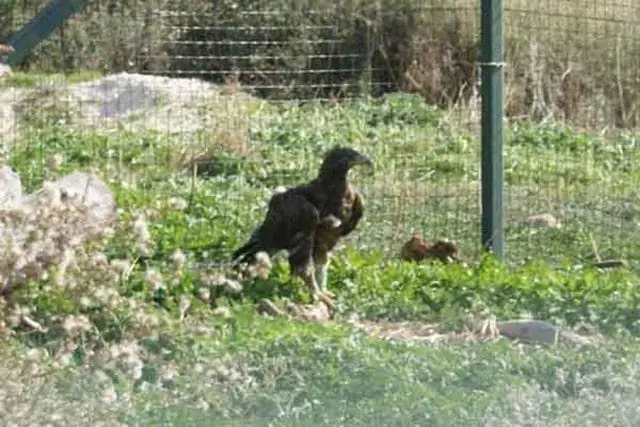 Συνημμένη εικόνα 62056