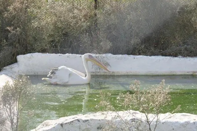 Συνημμένη εικόνα 62060