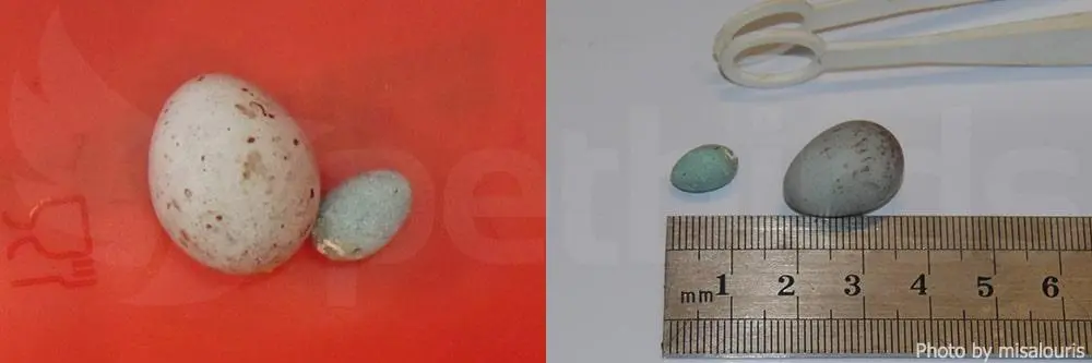 Συνημμένη εικόνα 62323