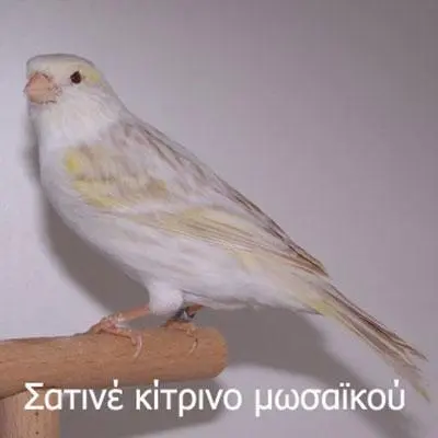 Συνημμένη εικόνα 62360