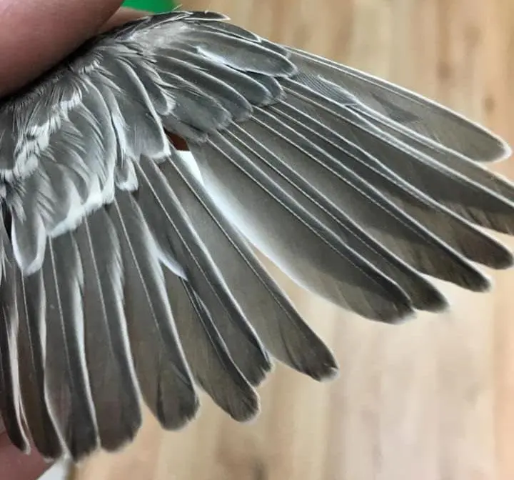 Συνημμένη εικόνα 63042