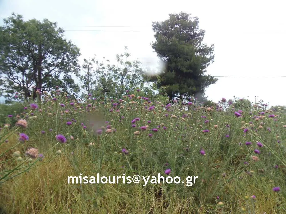 Συνημμένη εικόνα 63126